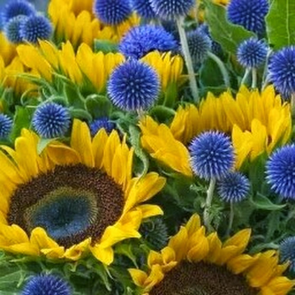 Meet your Posher, Marilyn